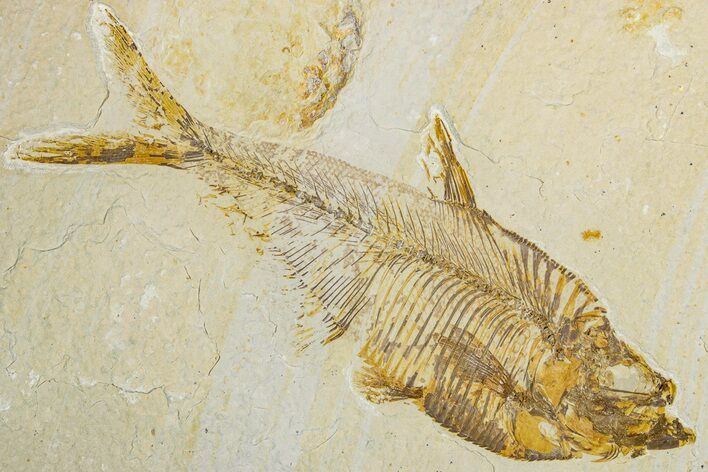 Detailed Fossil Fish (Diplomystus) - Wyoming #344748